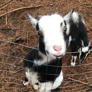 Meet your Posher, Will